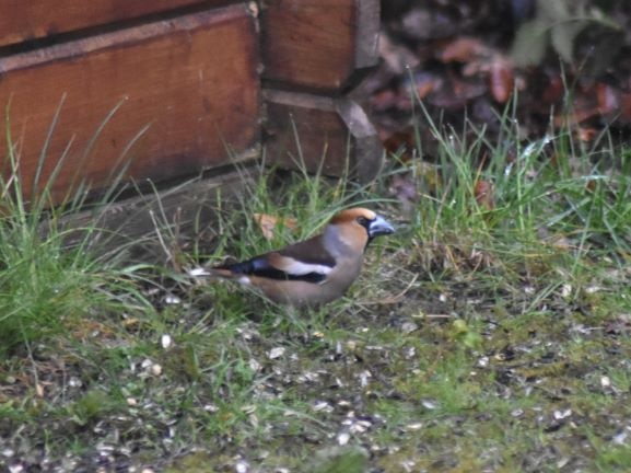 Appelvink