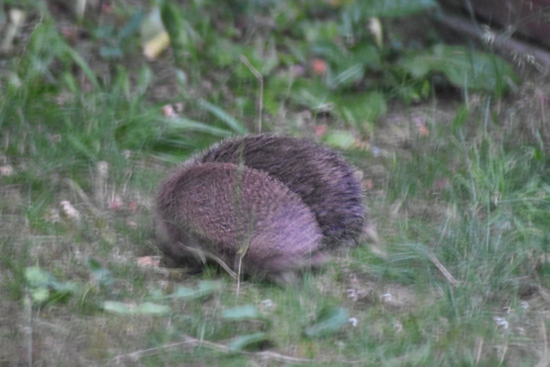 Egel